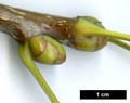 SpeciesSub: var. subulata